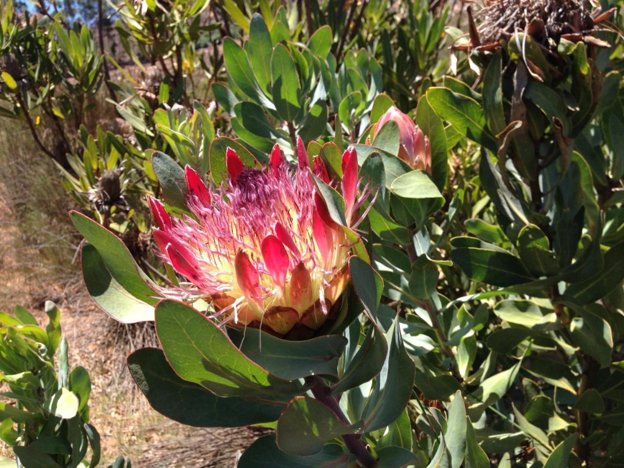 Alba House Guest House Paarl Buitenkant foto